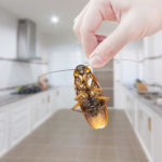 Top 5 Ways to Prevent Cockroaches