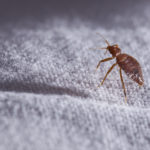 Why Bed Bugs Thrive in Winter