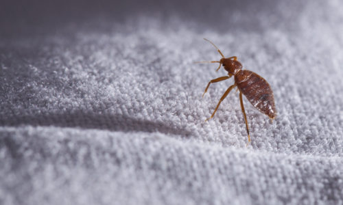 Why Bed Bugs Thrive in Winter
