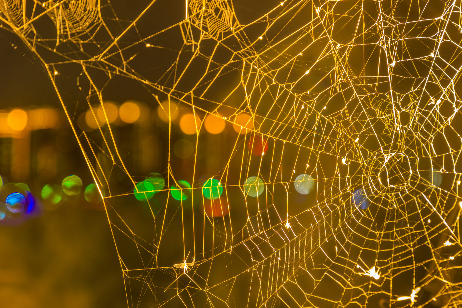 Get Ready for a Cobweb Free Halloween