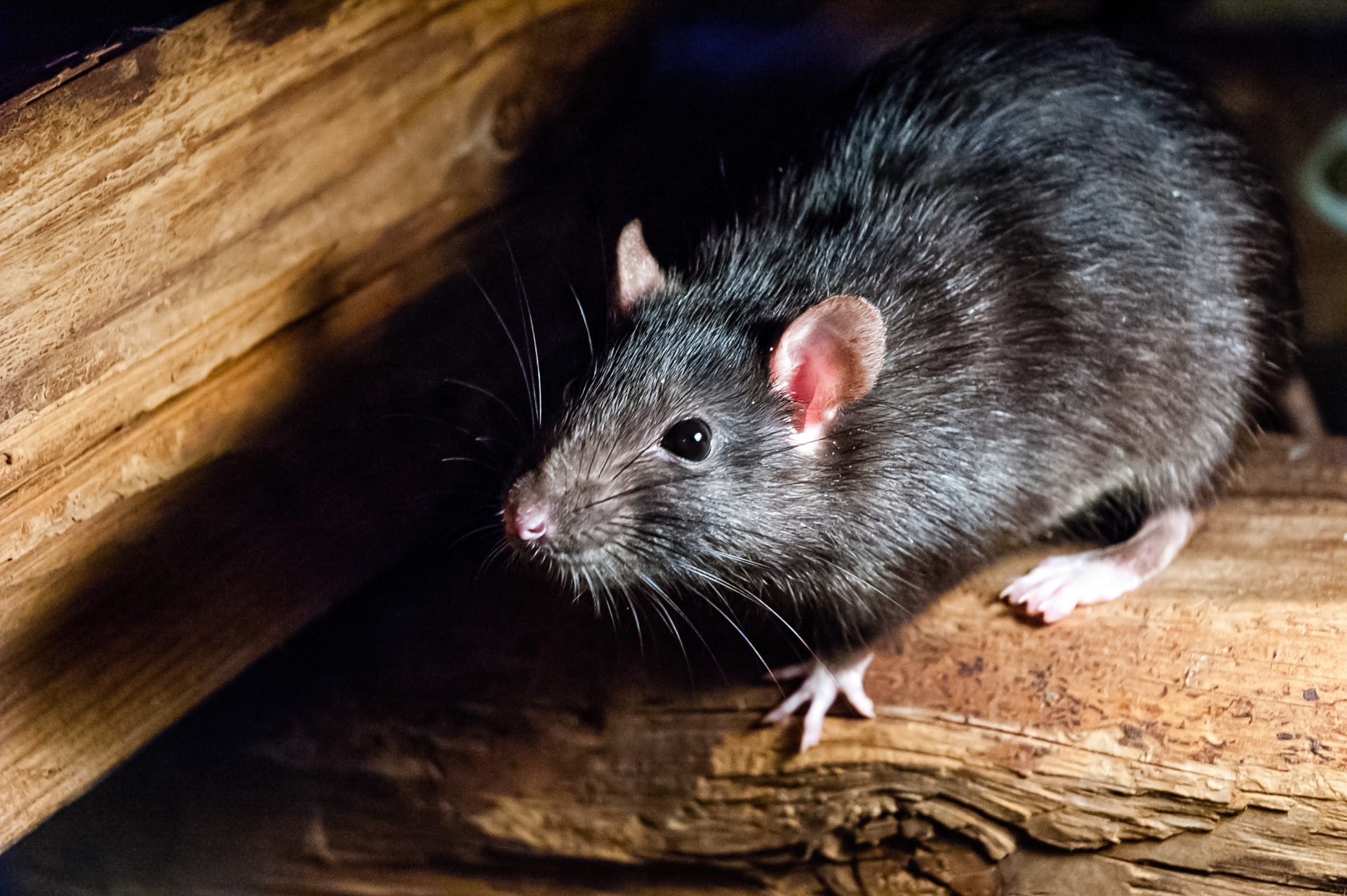 Why Do Rodents Thrive in Winter?  - Flick - New Zealand